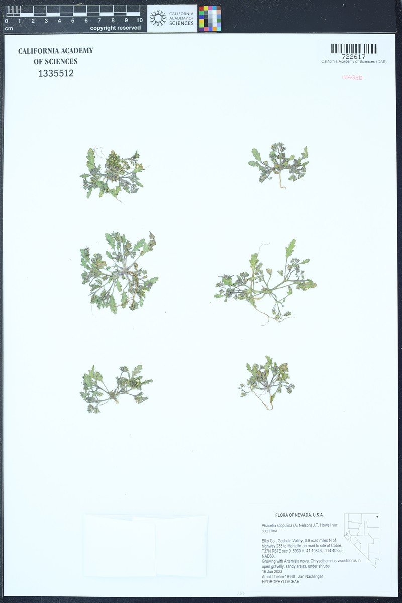 Phacelia scopulina var. scopulina photo 3