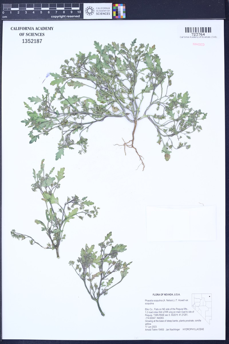 Phacelia scopulina var. scopulina photo 4