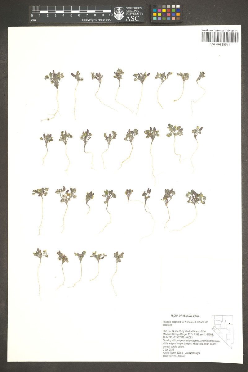 Phacelia scopulina var. scopulina photo 5