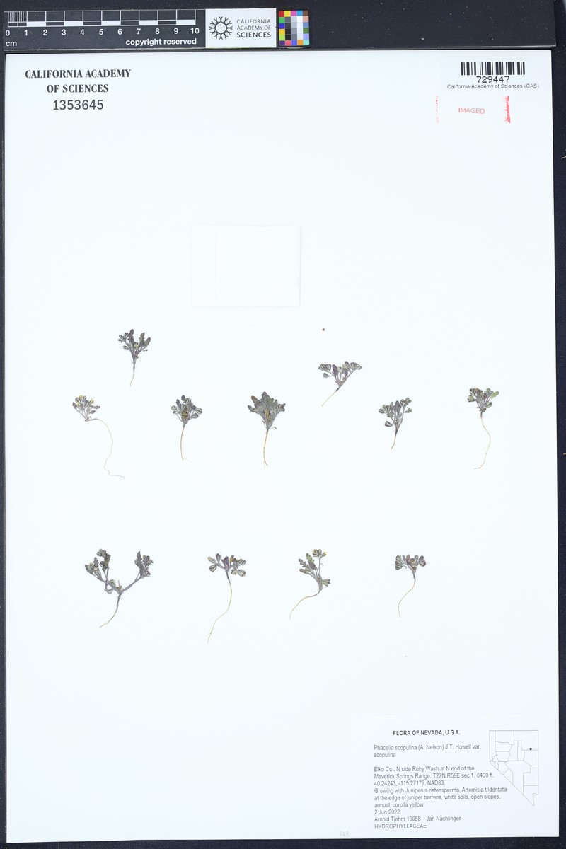 Phacelia scopulina var. scopulina photo 6