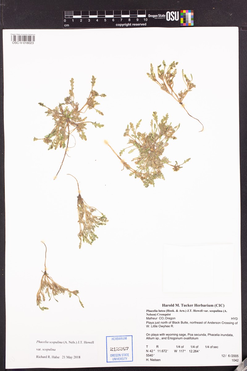 Phacelia scopulina var. scopulina photo 7