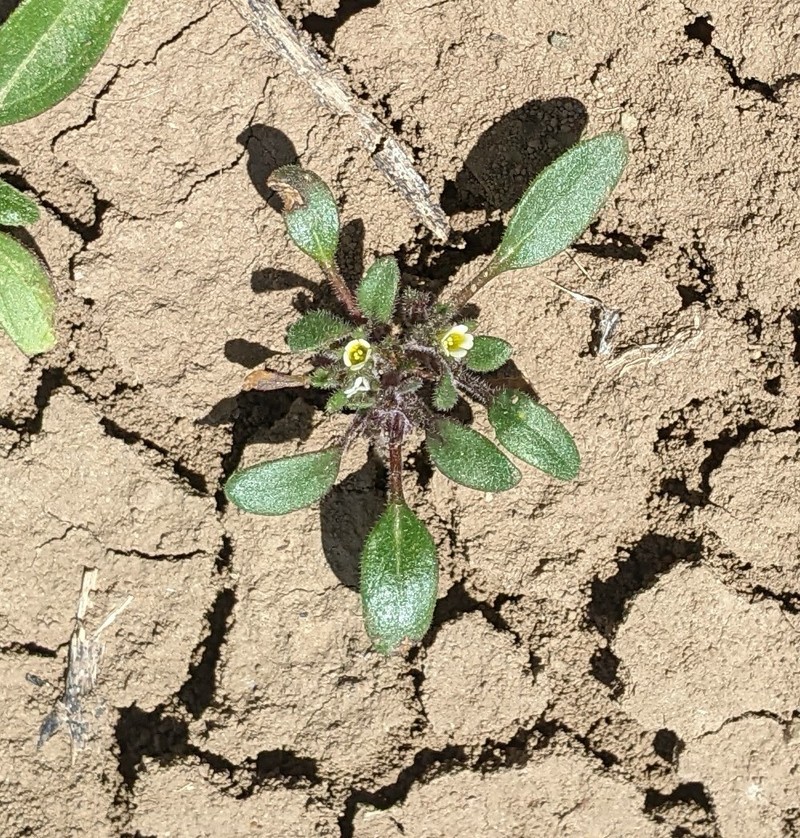 Phacelia scopulina var. submutica