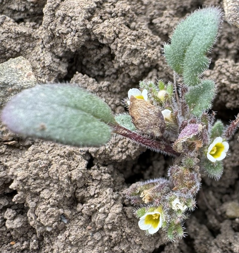 Phacelia scopulina var. submutica photo 2