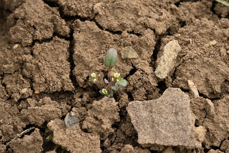 Phacelia scopulina var. submutica photo 3