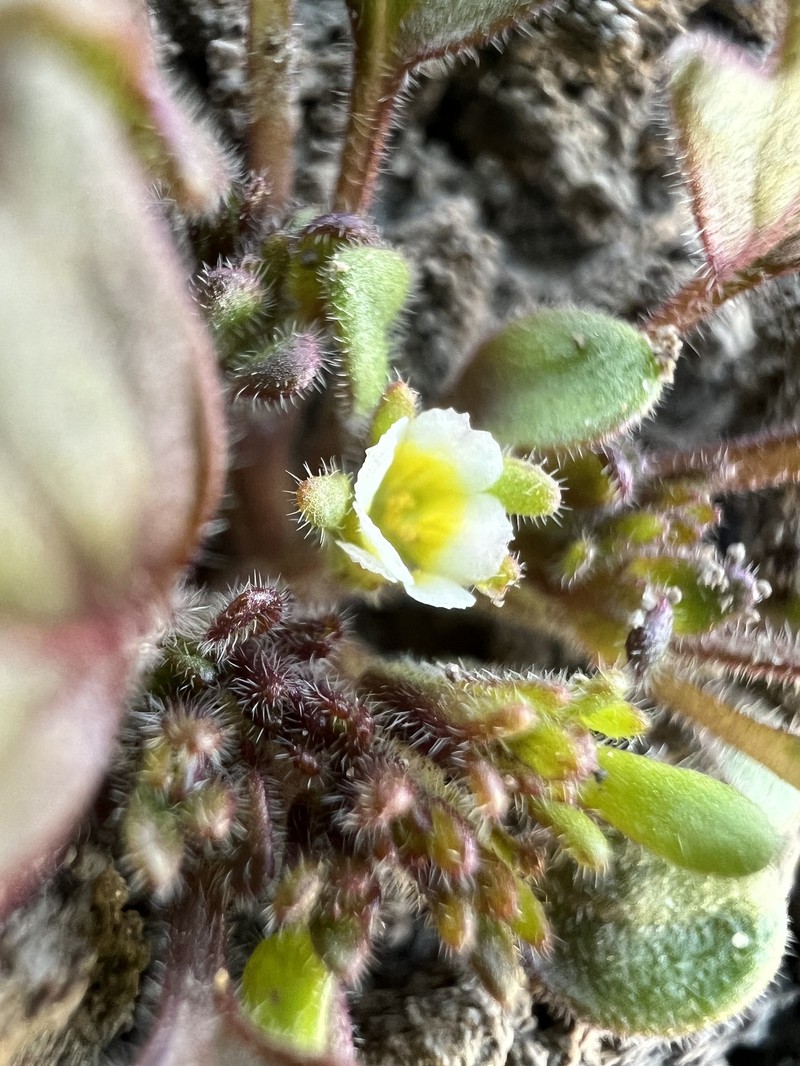 Phacelia scopulina var. submutica photo 4