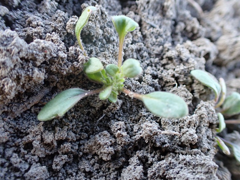 Phacelia scopulina var. submutica photo 5