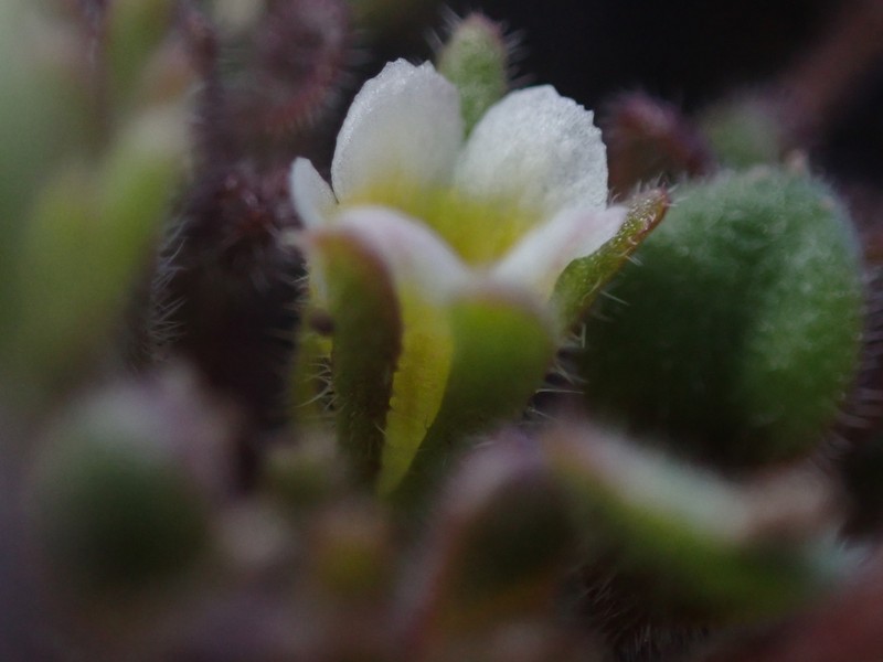 Phacelia scopulina var. submutica photo 6