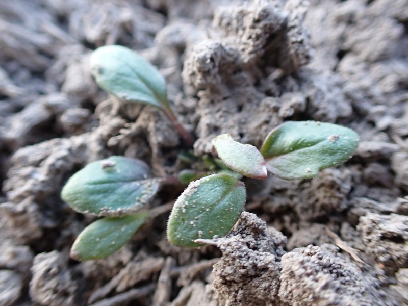 Phacelia scopulina var. submutica photo 7