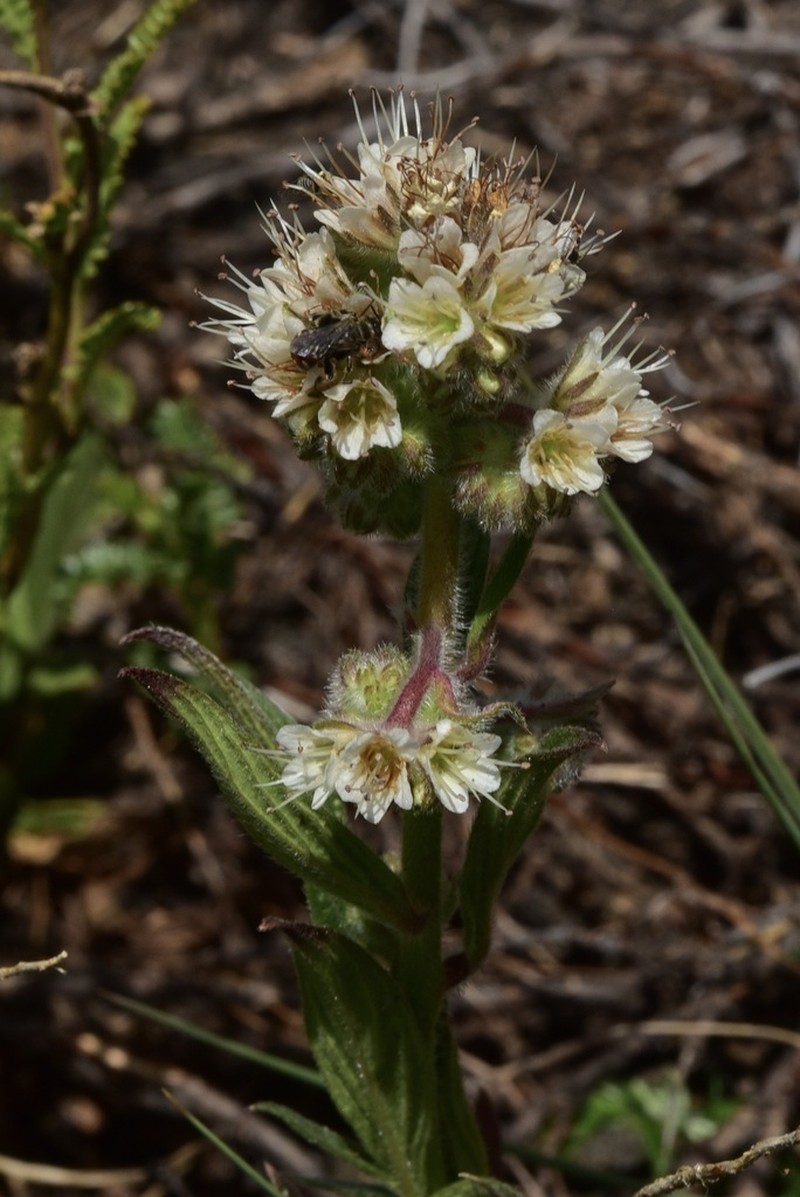 Phacelia secunda photo 2