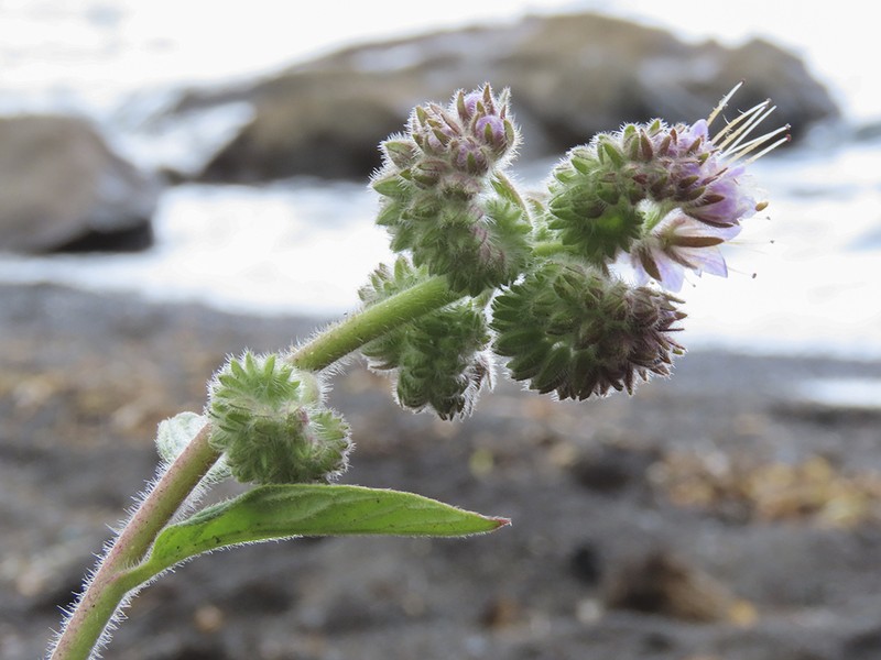Phacelia secunda photo 3