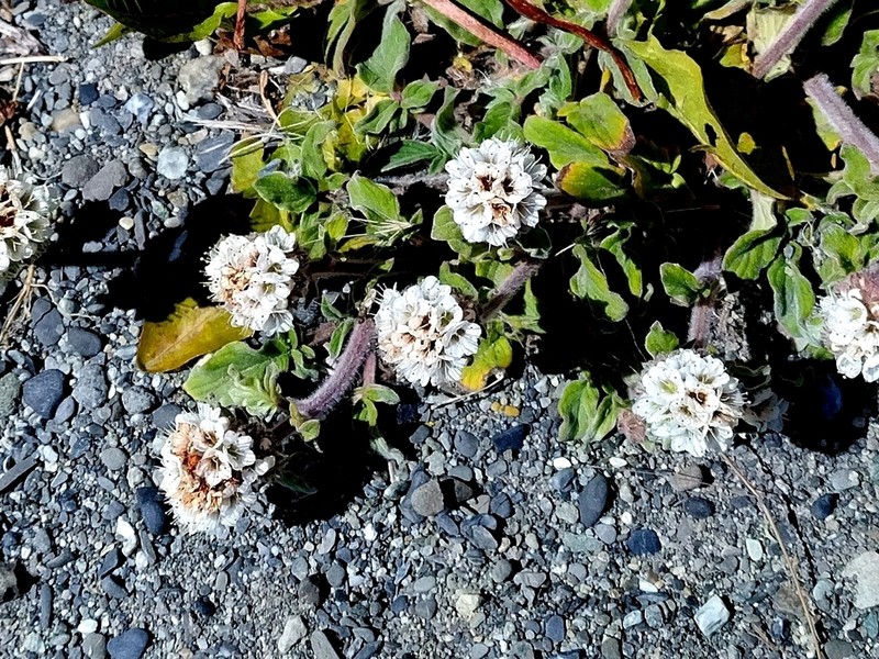 Phacelia secunda photo 4