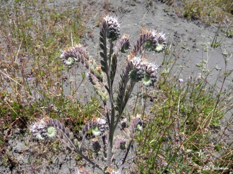Phacelia secunda photo 6