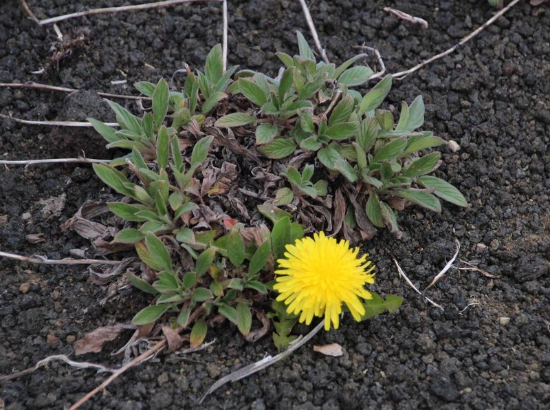 Phacelia secunda photo 7