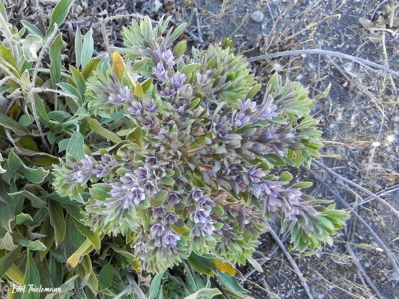 Phacelia secunda photo 8