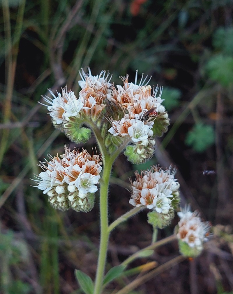 Phacelia secunda var. pinnata