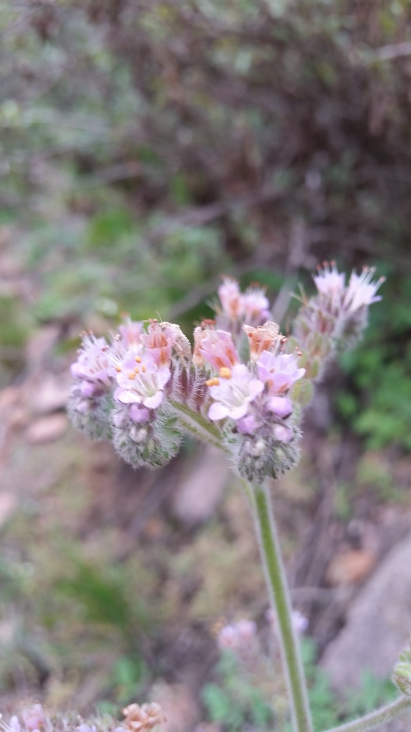 Phacelia secunda var. pinnata photo 2