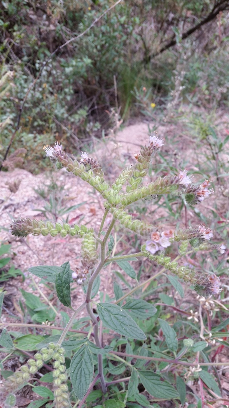Phacelia secunda var. pinnata photo 3