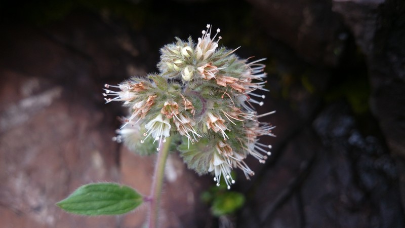 Phacelia secunda var. pinnata photo 4