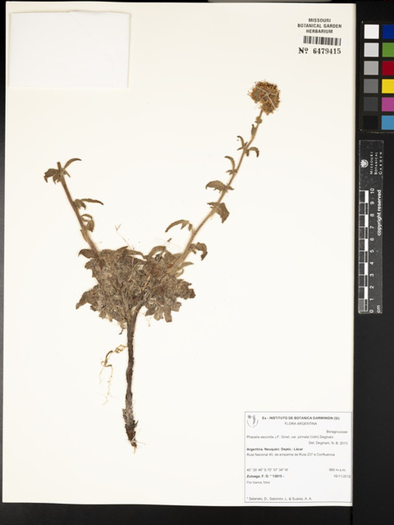 Phacelia secunda var. pinnata photo 5