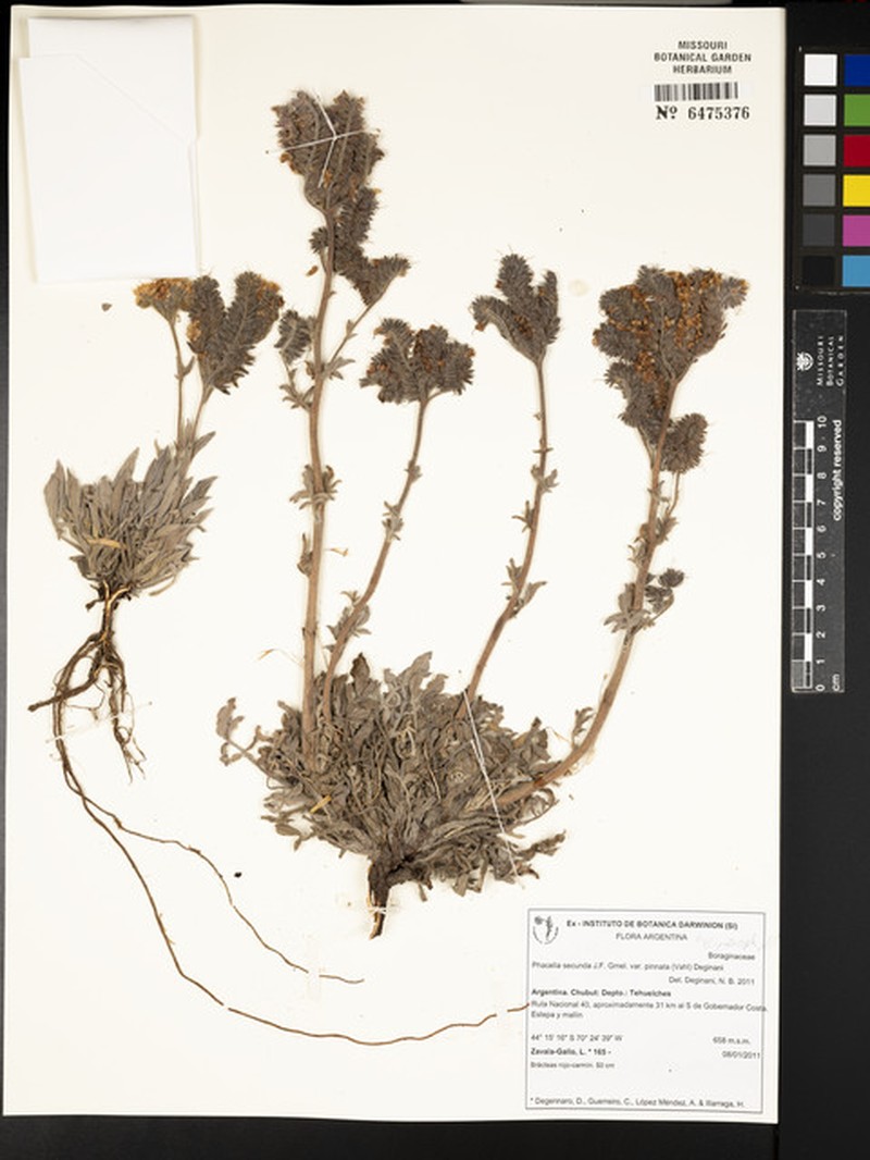 Phacelia secunda var. pinnata photo 6