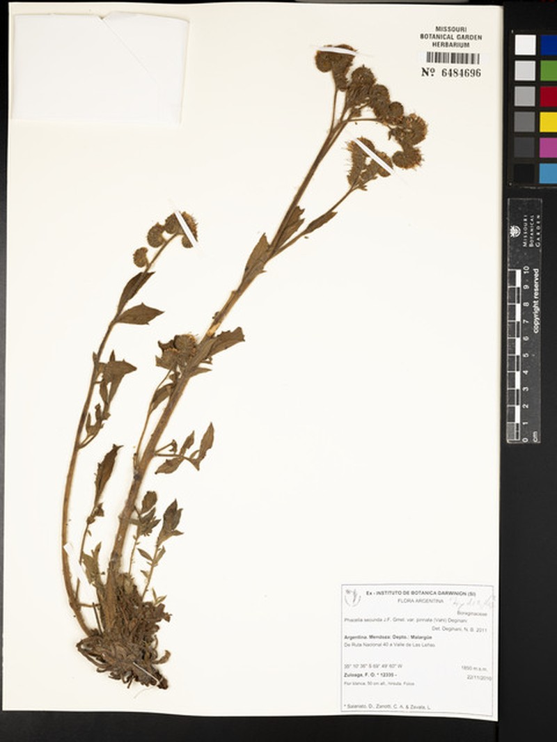 Phacelia secunda var. pinnata photo 7