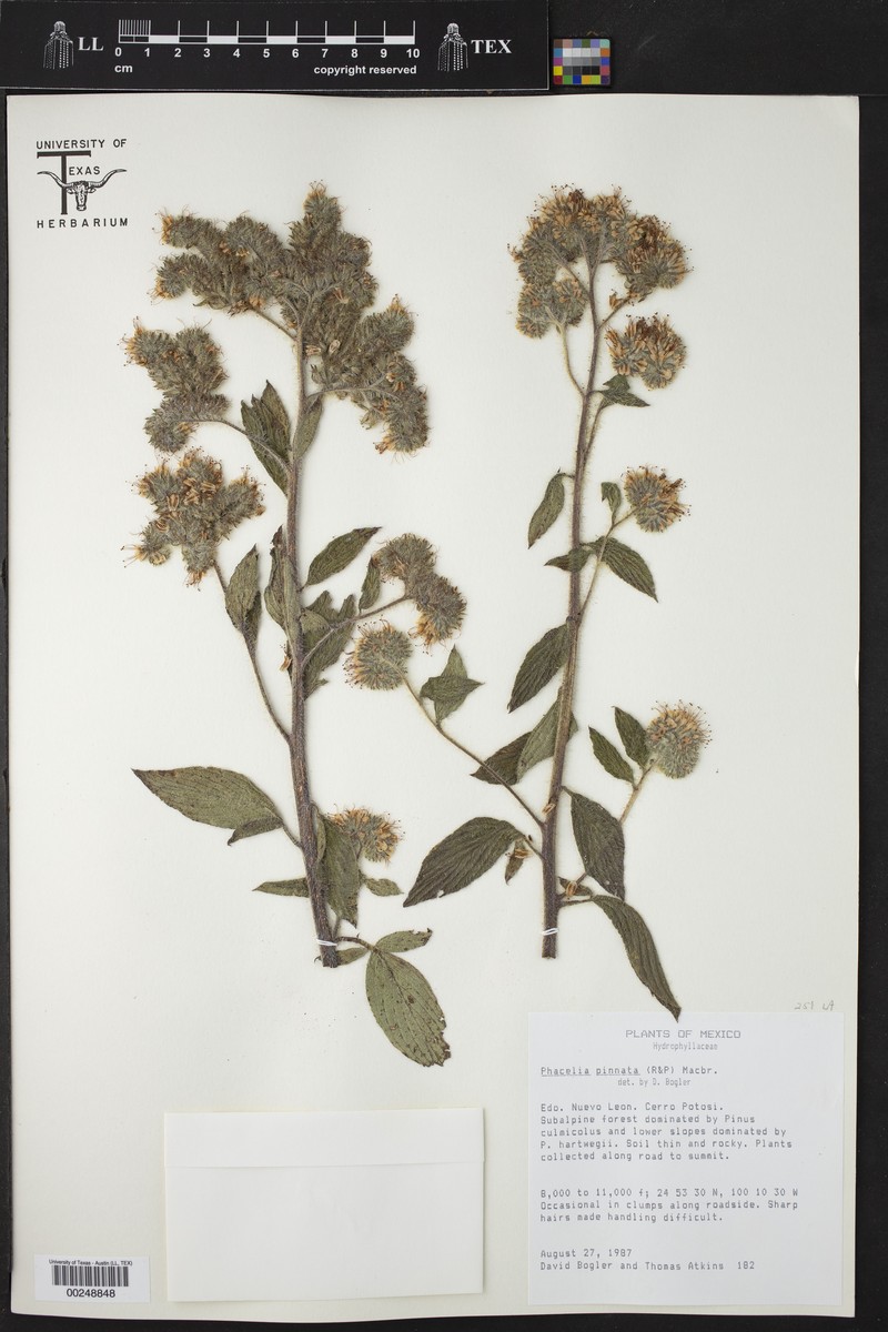 Phacelia secunda var. pinnata photo 8
