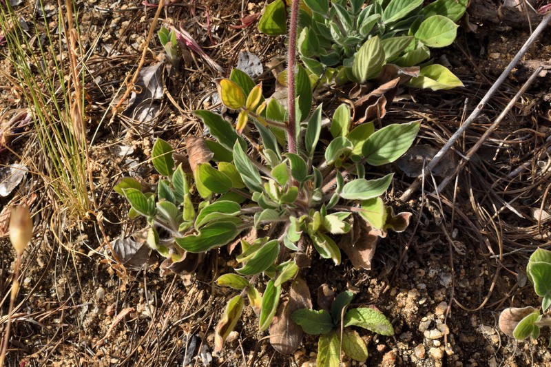 Phacelia secunda var. secunda