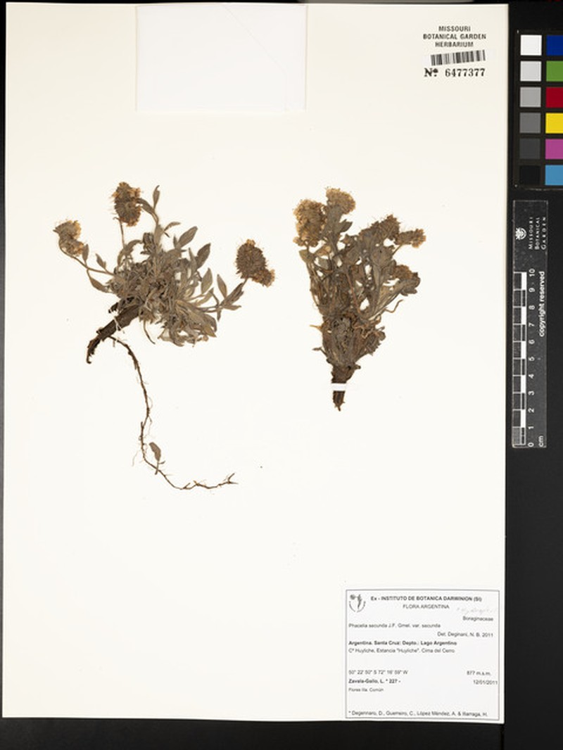 Phacelia secunda var. secunda photo 2