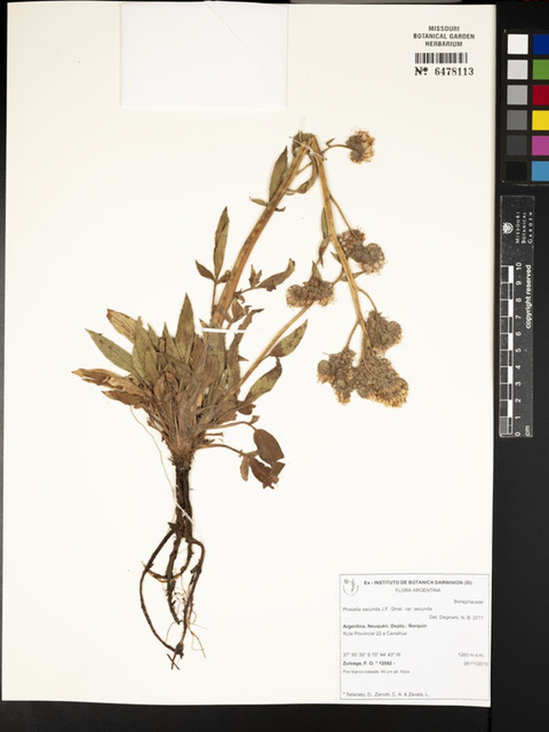 Phacelia secunda var. secunda photo 4