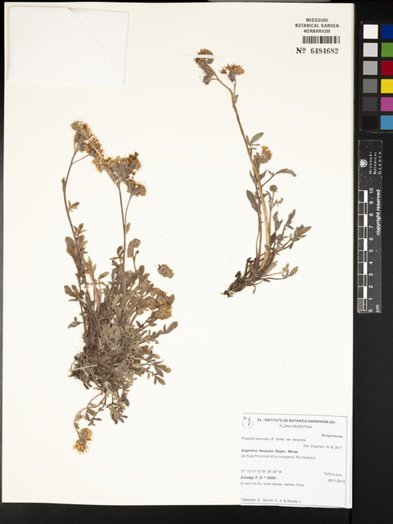 Phacelia secunda var. secunda photo 5
