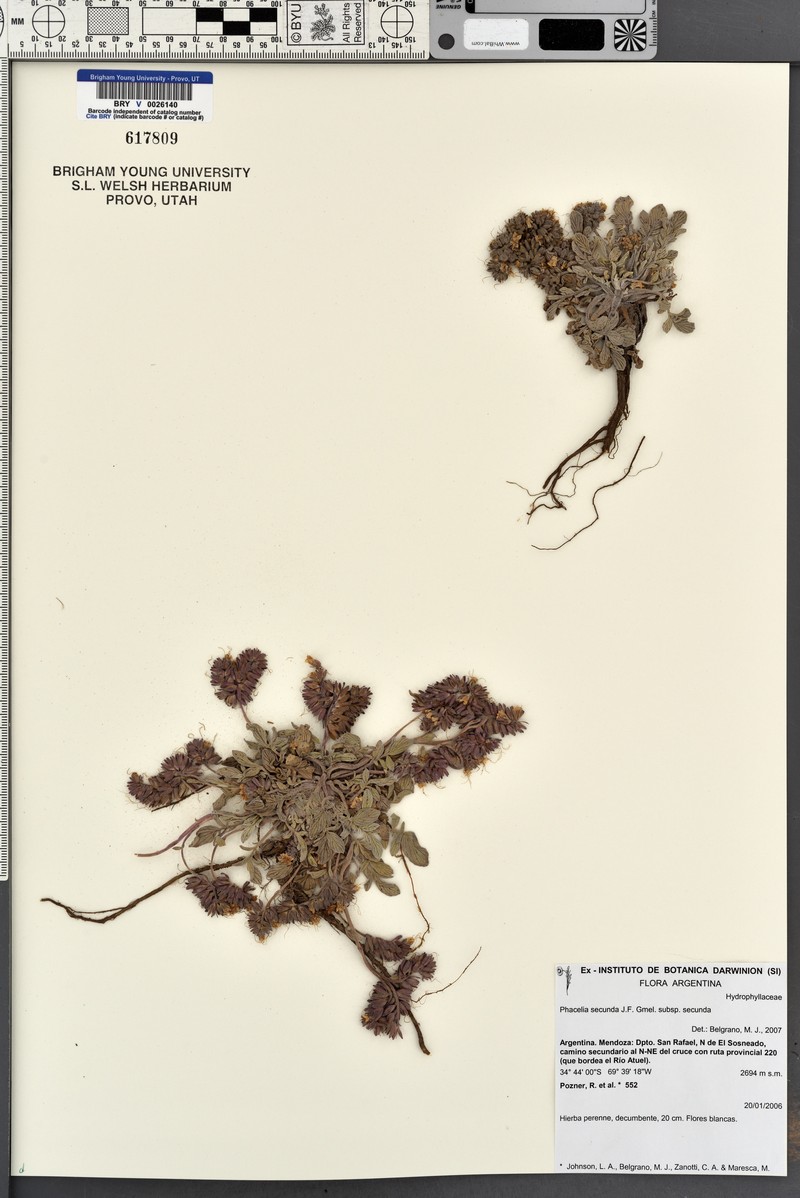 Phacelia secunda var. secunda photo 6