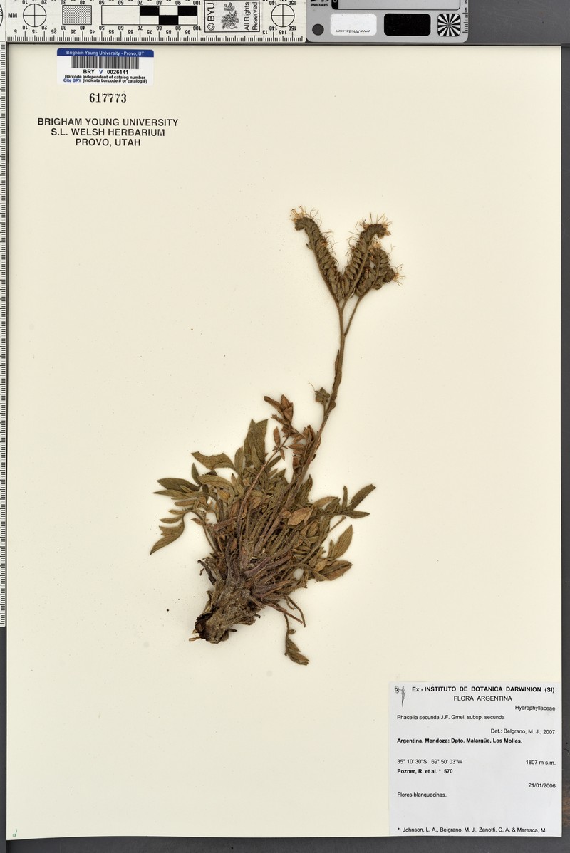 Phacelia secunda var. secunda photo 7