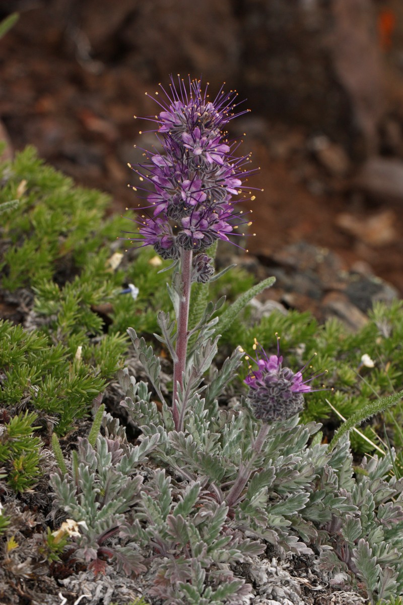 Silky Phacelia