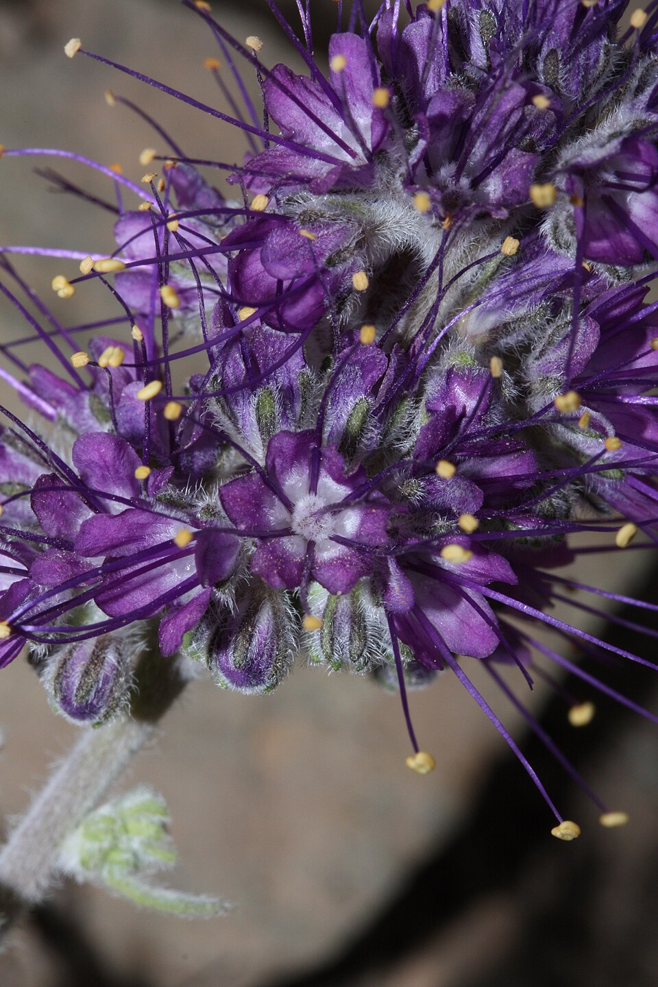 Silky Phacelia photo 5