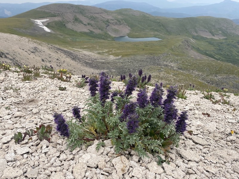 Silky Phacelia photo 4