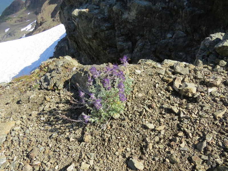 Silky Phacelia photo 5