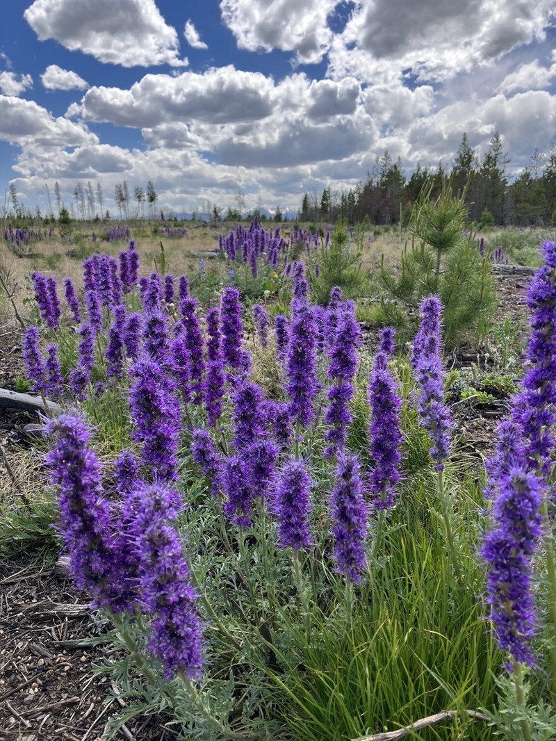 Silky Phacelia photo 6