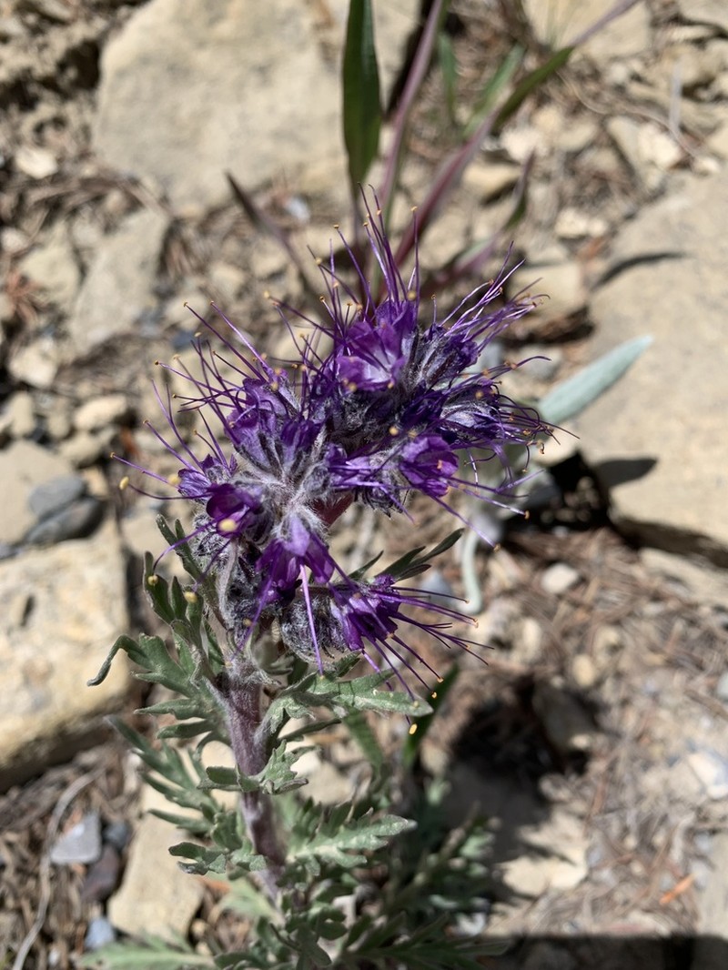 Silky Phacelia photo 7