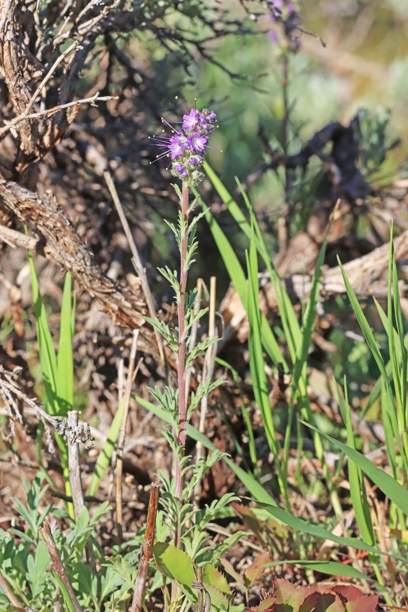 Phacelia sericea var. ciliosa