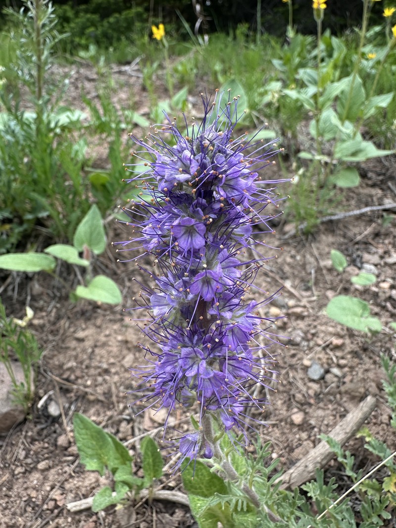 Phacelia sericea var. ciliosa photo 2