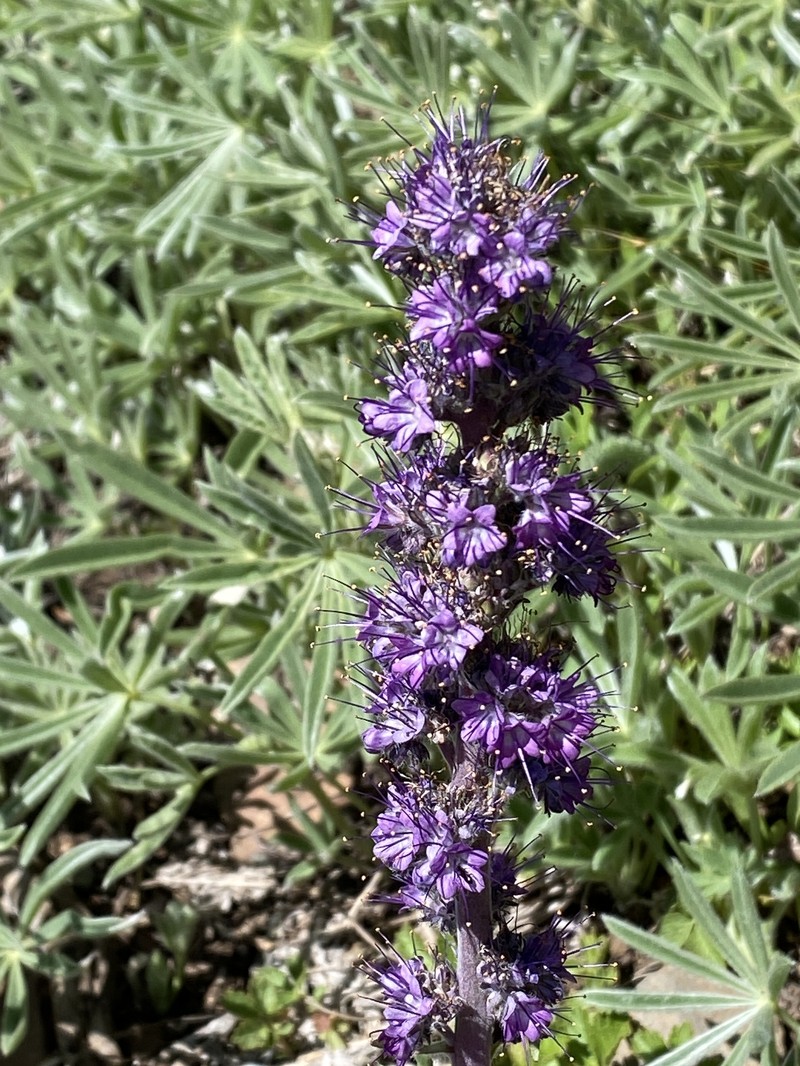 Phacelia sericea var. ciliosa photo 3