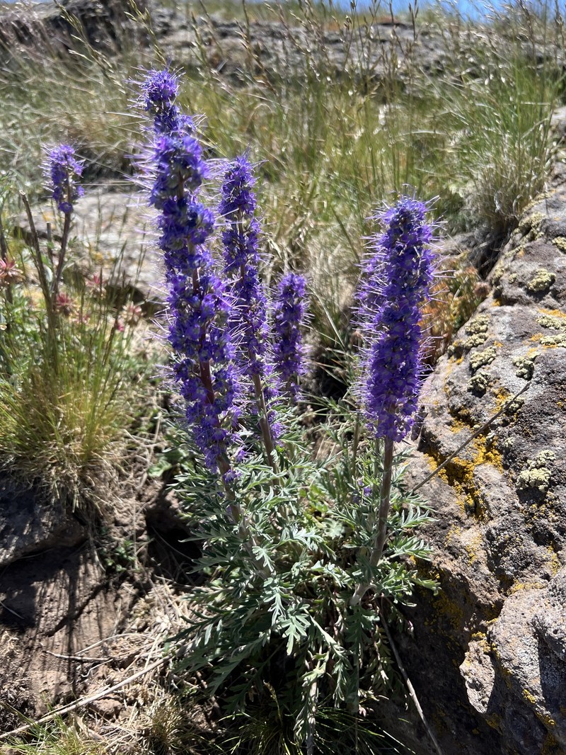 Phacelia sericea var. ciliosa photo 4