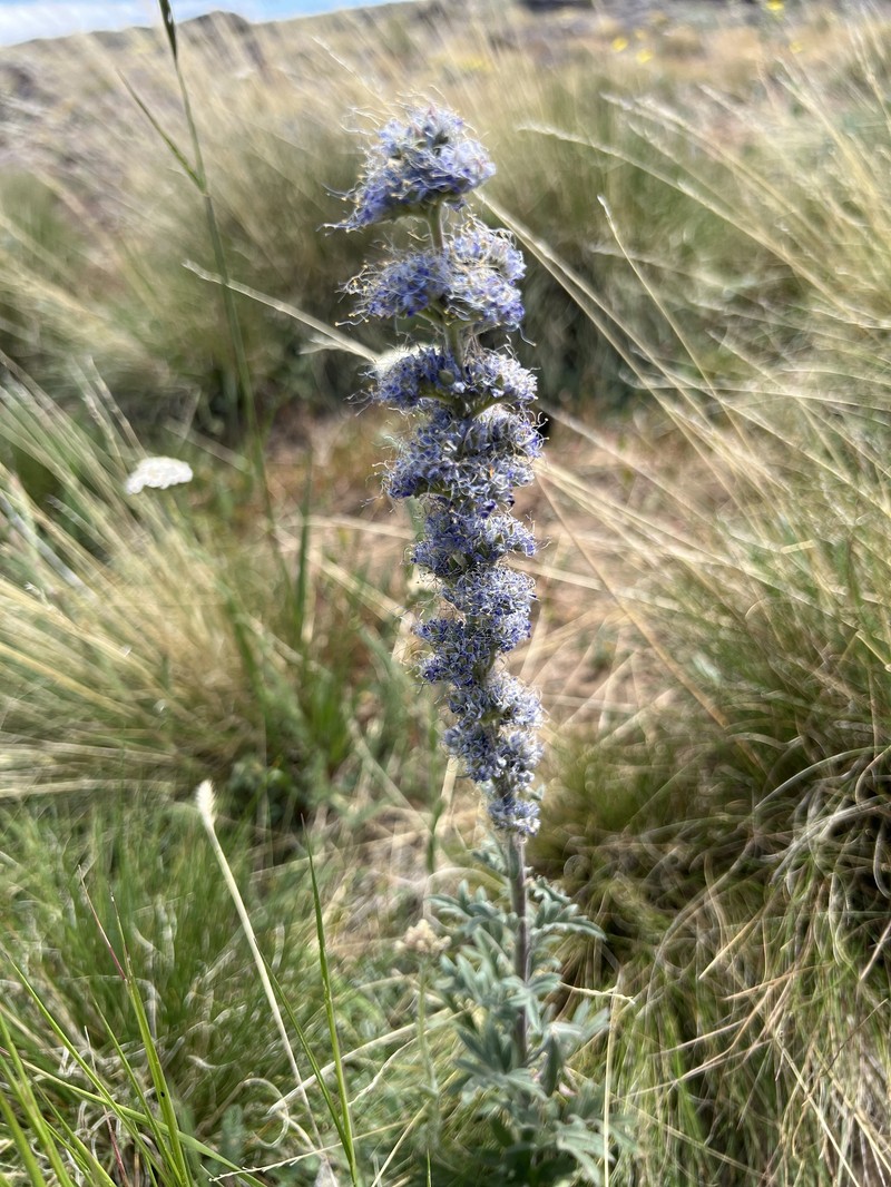 Phacelia sericea var. ciliosa photo 5