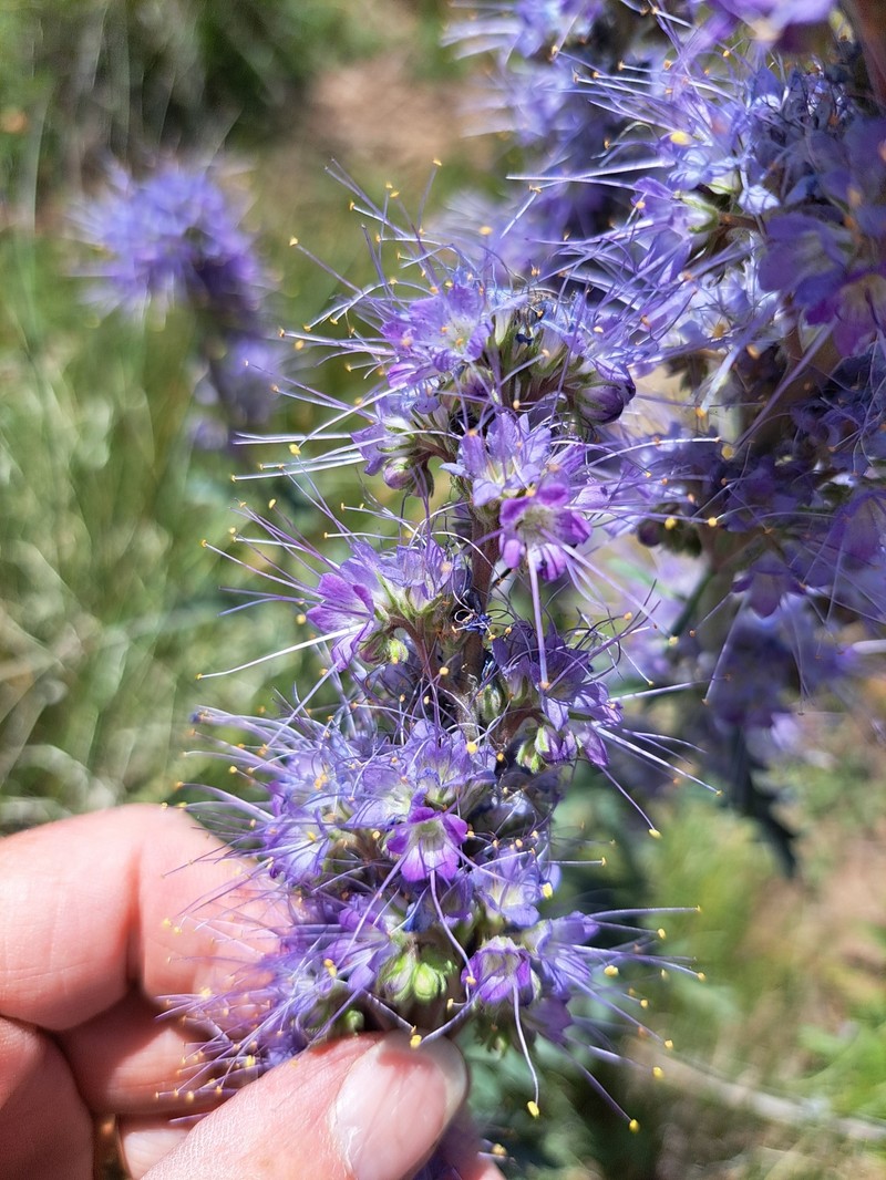 Phacelia sericea var. ciliosa photo 6