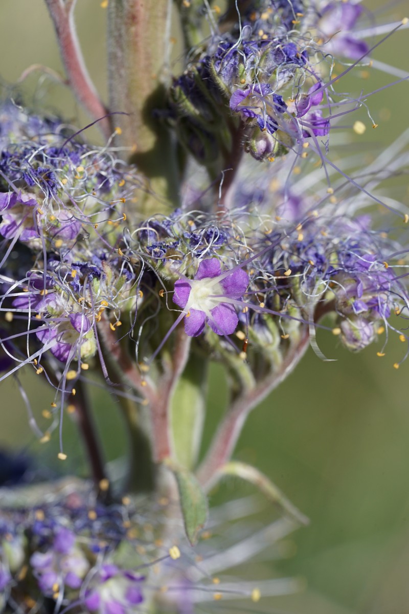 Phacelia sericea var. ciliosa photo 7