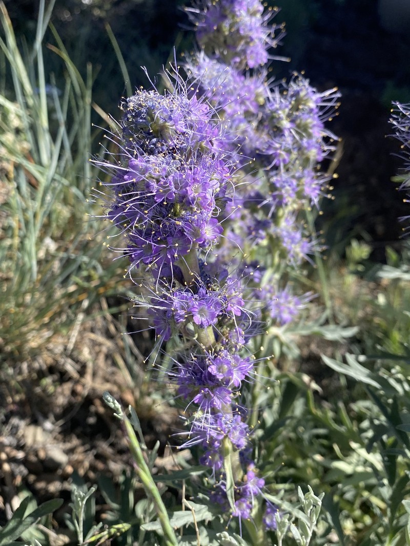 Phacelia sericea var. ciliosa photo 8