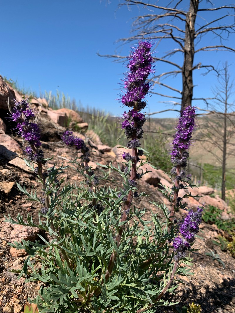 Phacelia sericea var. sericea