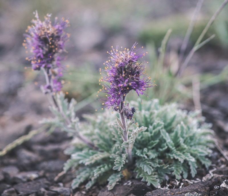 Phacelia sericea var. sericea photo 2