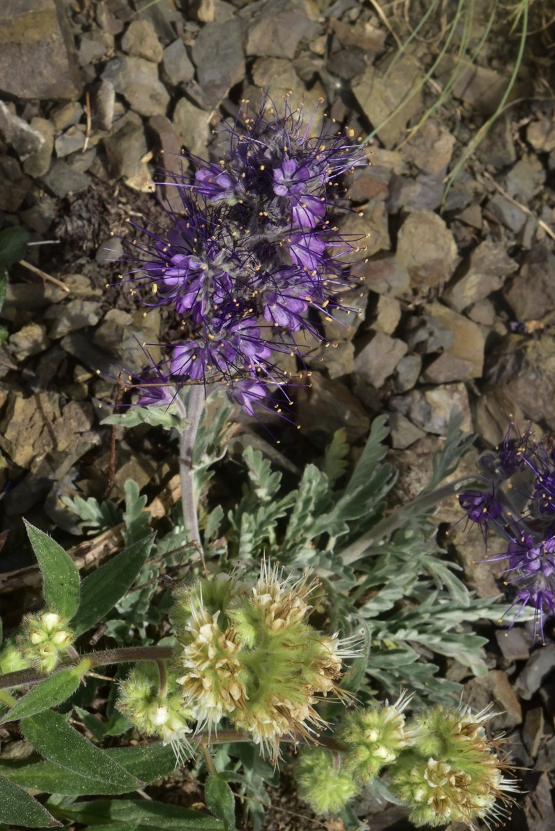 Phacelia sericea var. sericea photo 3