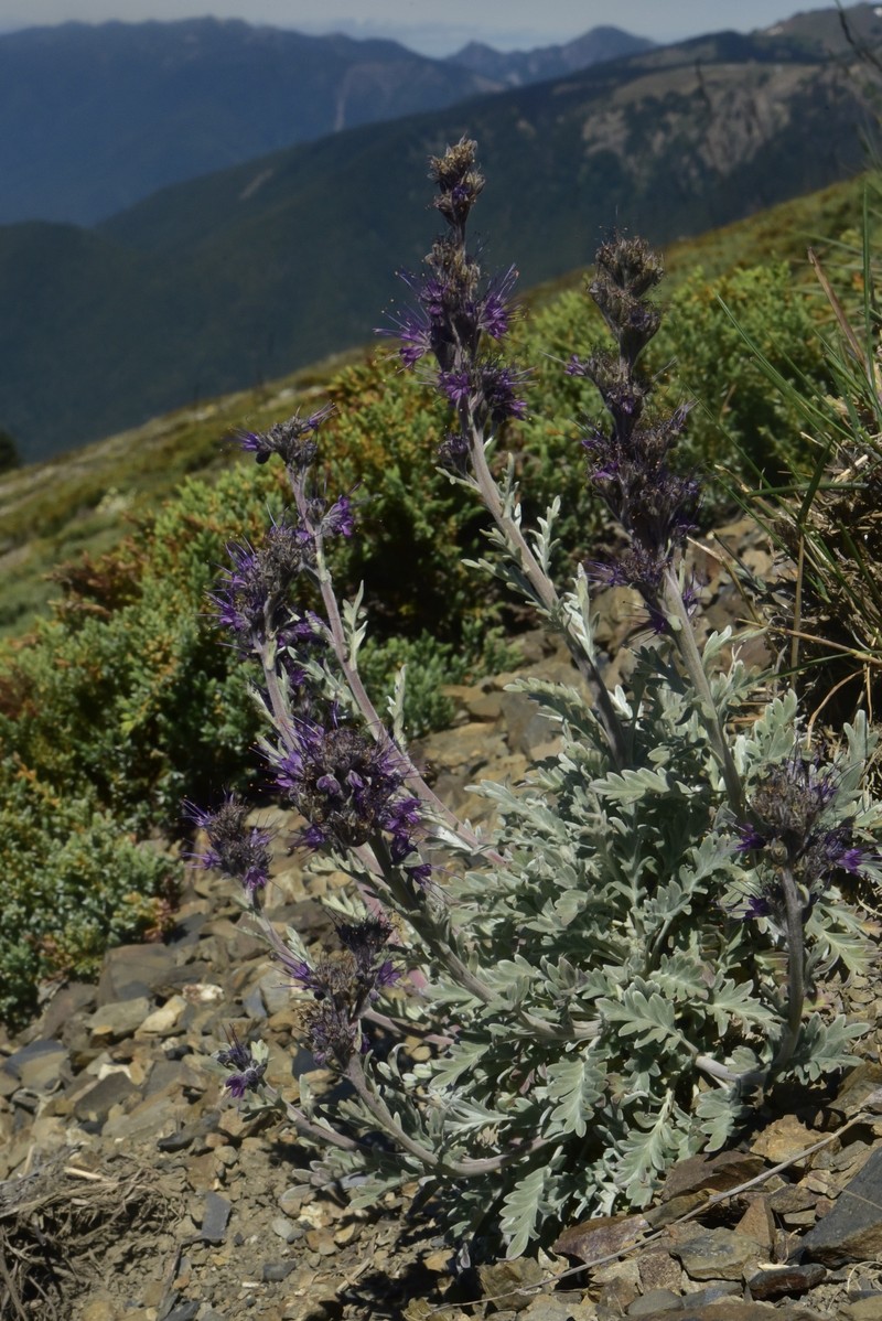 Phacelia sericea var. sericea photo 4